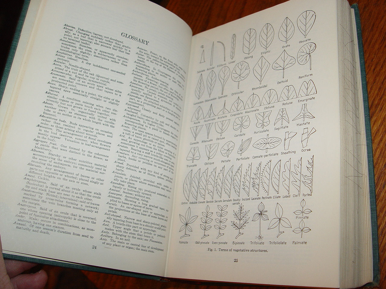 Manual Of Cultivated Plants,1977 by
                                L. Bailey