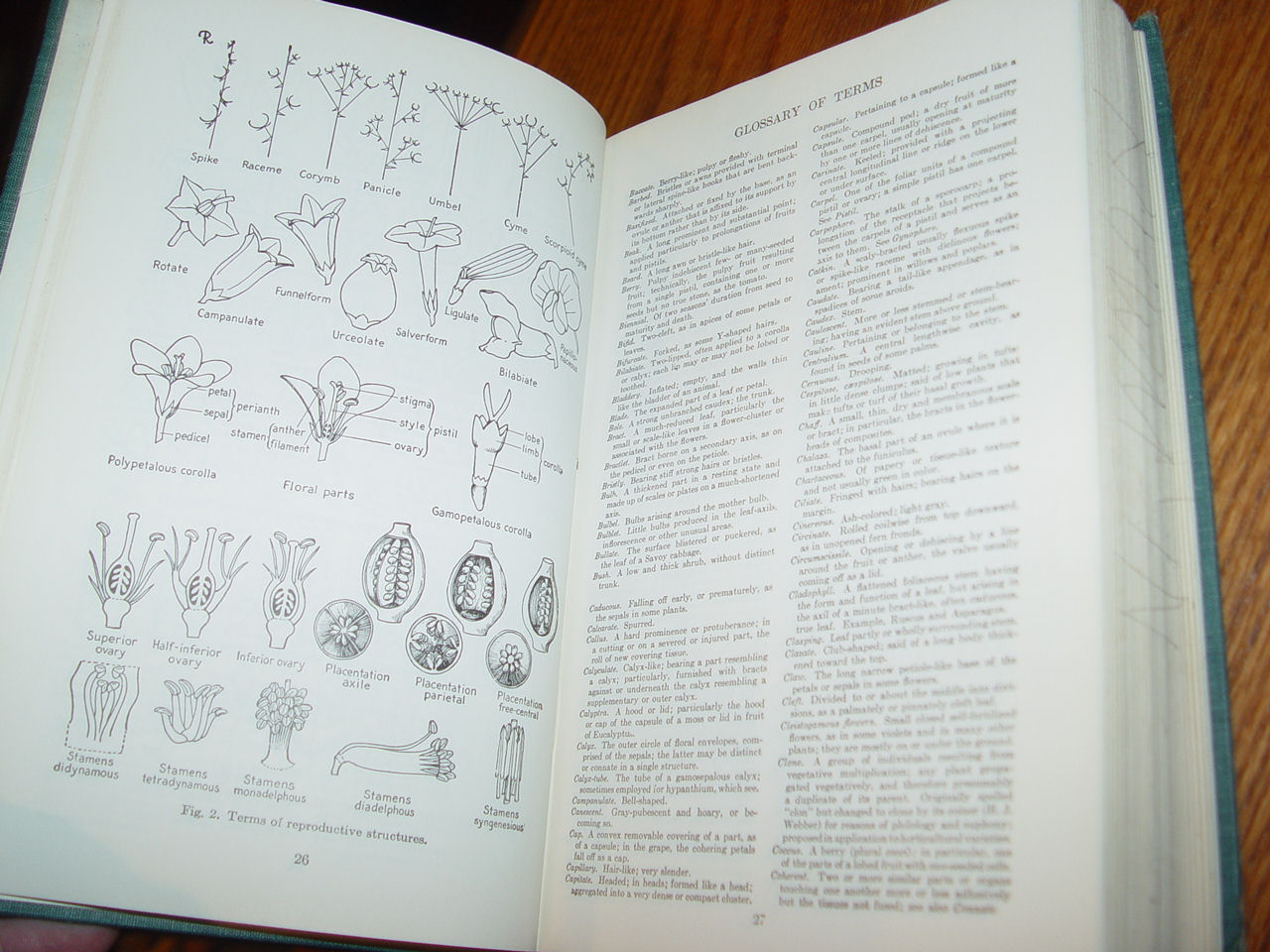 Manual Of Cultivated Plants,1977 by
                                L. Bailey