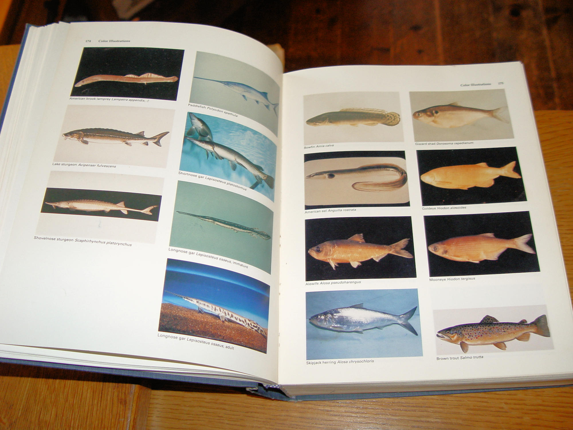 Fishes Of Wisconsin 1983 by George C.
Becker First Ed.