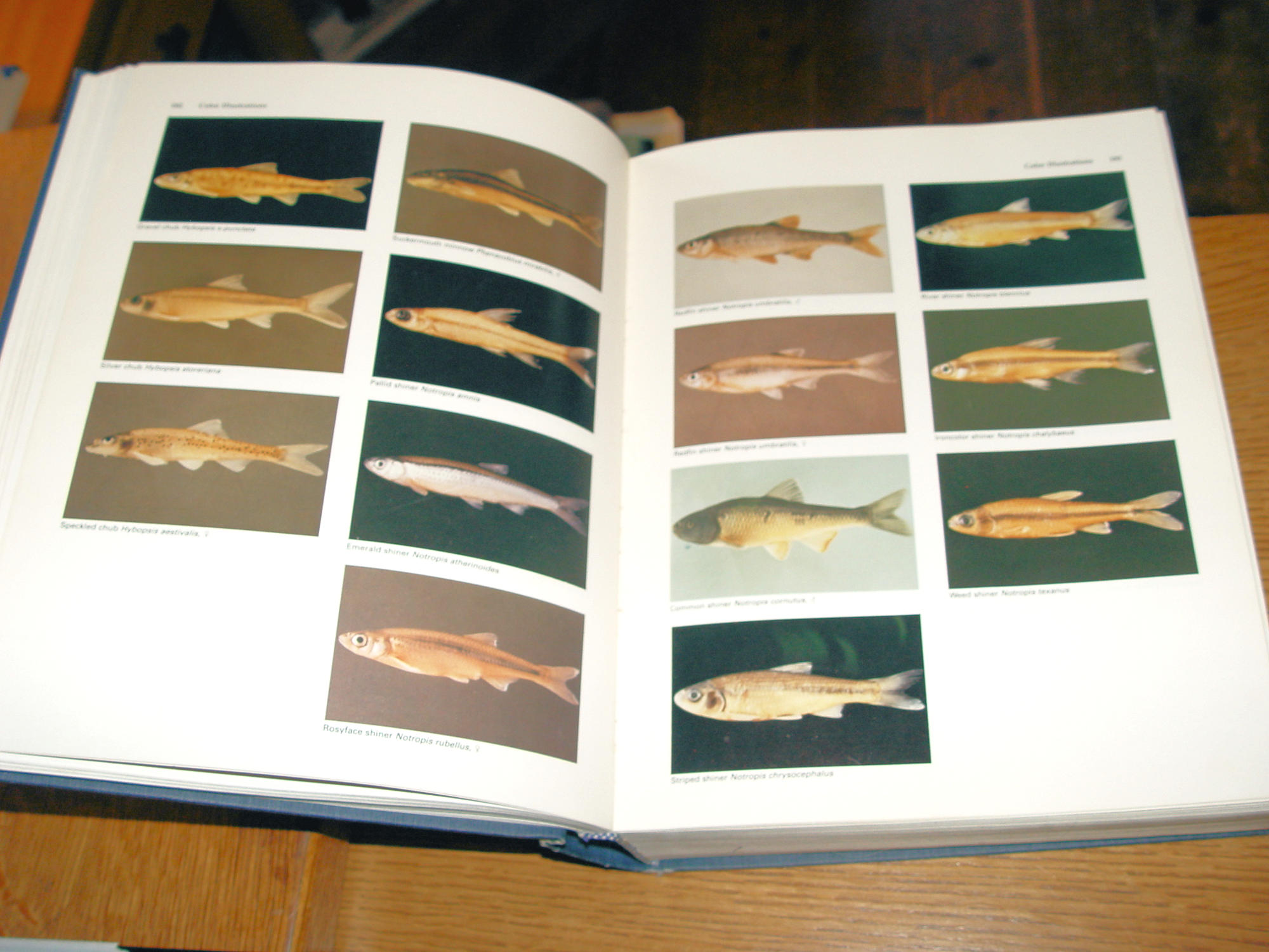 Fishes Of Wisconsin 1983 by George C.
Becker First Ed.